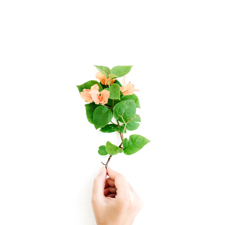 exotic tropical bouquet in girl's hands on white background. flat lay, top view conceptの写真素材