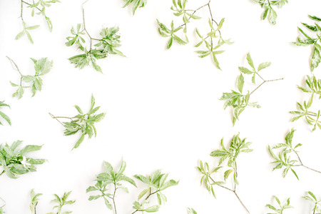 green leaves frame on white background. flat lay.の写真素材
