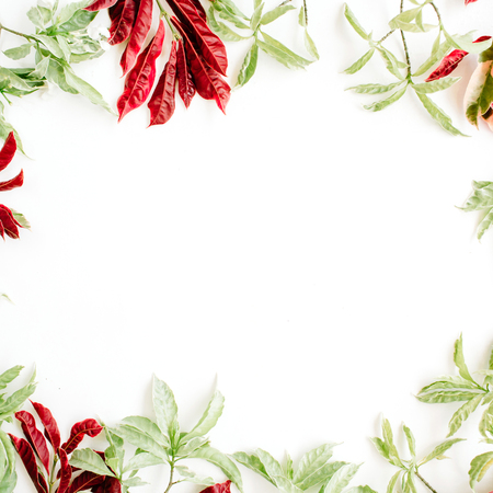red and green leaves frame on white background. flat lay.の写真素材