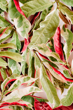 red and green petal pattern on white background. flat lay.の写真素材