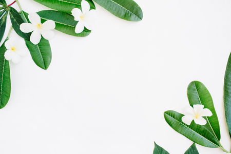 topical exotic colored leaf frame on white background. flat lay, top viewの写真素材