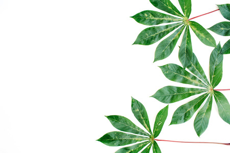 green palm branches on white background. flat lay, top viewの写真素材