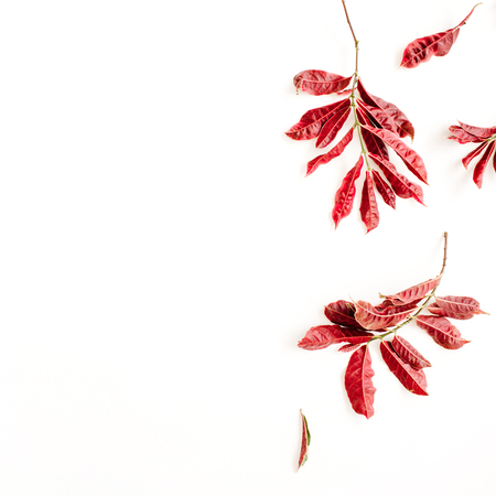 red leaves on white background. flat lay.の写真素材