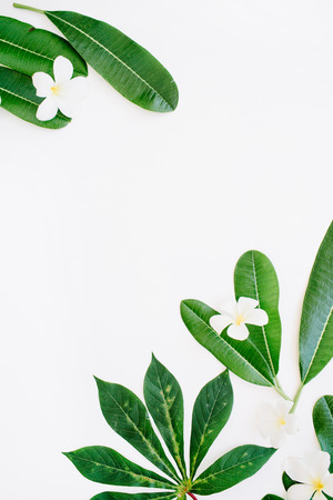 green leaf on white background. flat layの写真素材