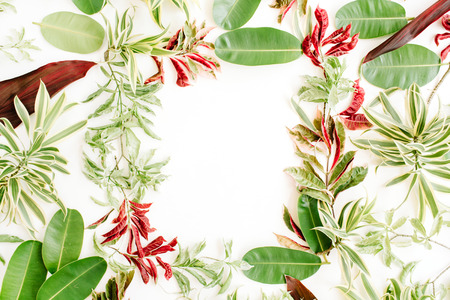 red and green petals and leaf frame on white background. flat lay.の写真素材