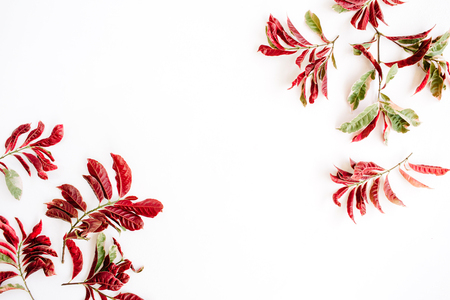 red leaves frame on white background. flat lay.の写真素材