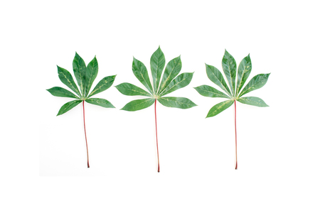 green palm branches on white background. flat lay, top viewの写真素材
