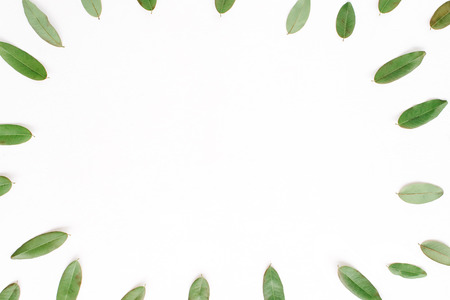 frame with green petals isolated on white background. flat lay, top viewの写真素材