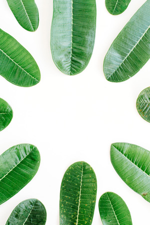 topical green leaf frame on white background. flat lay, top viewの写真素材