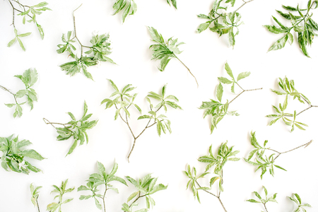 green branches pattern on white background. flat lay.の写真素材