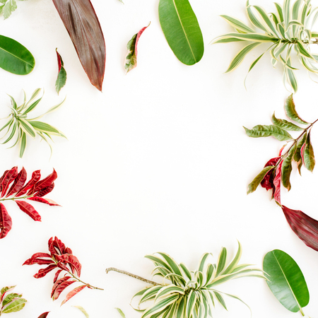 red and green petals and leaf frame on white background. flat lay.の写真素材