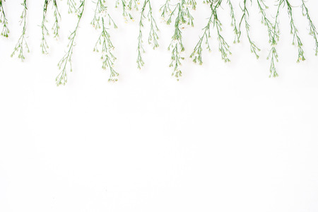 Wildflowers on white background. Flat lay, top view. Blog hero or header