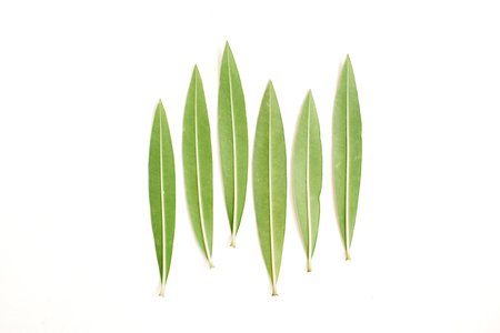 Green tree leaves. Flat lay, top view. Nature concept