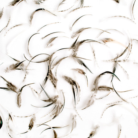 Bird feathers pattern. Flat lay, top viewの写真素材