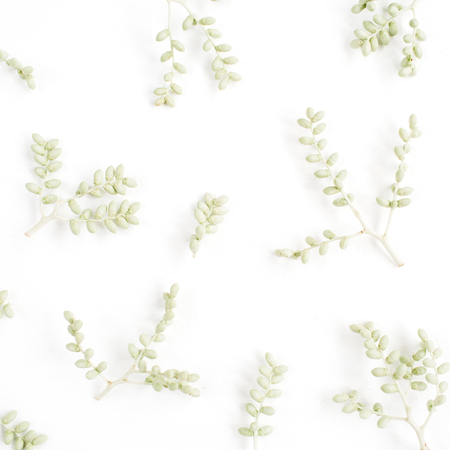 Green branches pattern on white background. Flat lay, top view. Flower background.の写真素材
