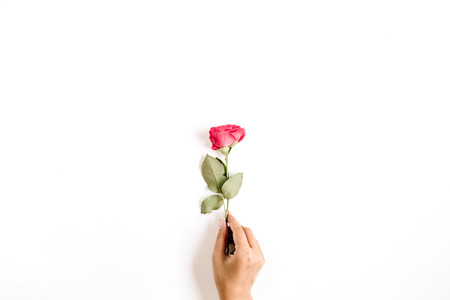 Beautiful red rose flower in girl's hand isolated on white background. Flat lay, top view. Mothers day or valentines day background.の写真素材