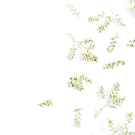 Green branches pattern on white background. Flat lay, top view. Flower background.の写真素材