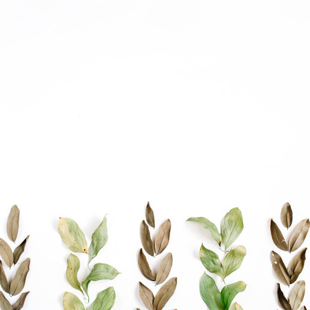 Green and brown leaves on white background. Flat lay, top view. Floral background.の写真素材