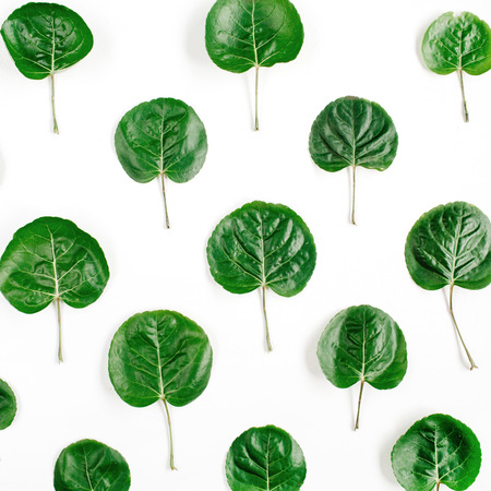Floral pattern made of green leaves, branches on white background. Flat lay, top view. Leaf pattern texture.の写真素材