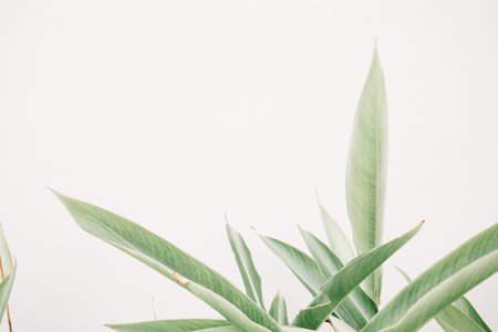 Green leaf plants near beige wall. Minimalistic floral background.の写真素材