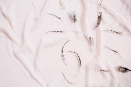 Bird feathers on pink textile background. Flat lay, top viewの写真素材