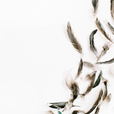 Bird feathers pattern. Flat lay, top viewの写真素材