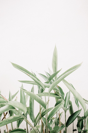 Green leaf plants near beige wall. Minimalistic floral background.の写真素材