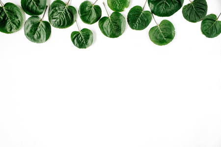 Green leaves pattern on white background. Flat lay, top view. Blog headerの写真素材