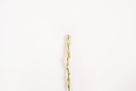 White flower on white background. Flat lay, top view.