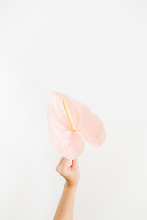 Beautiful pink anthurium flower in girl's hand isolated on white background. Flat lay, top view. Floral compositionの写真素材