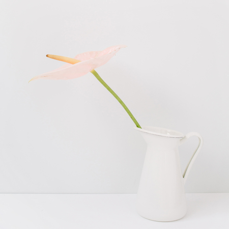 Pale pink anthurium flower in white watering can near white background. Front view. Floral backgroundの写真素材