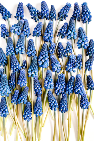 Beautiful blue muscari flowers on white background. Flat lay, top view.の写真素材