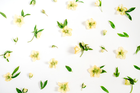 Beautiful yellow hellebore flower texture on white background. Flat lay, top view. Floral lifestyle composition.の写真素材