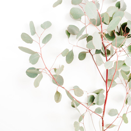 Beautiful eucalyptus branches on white background. Flat lay, top view. Lifestyle composition.の写真素材