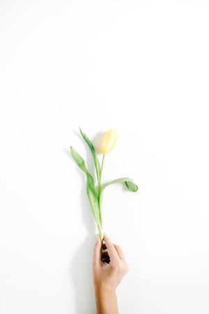 Female hand holding beautiful yellow tulip flower on white background. Flat lay, top view.の写真素材
