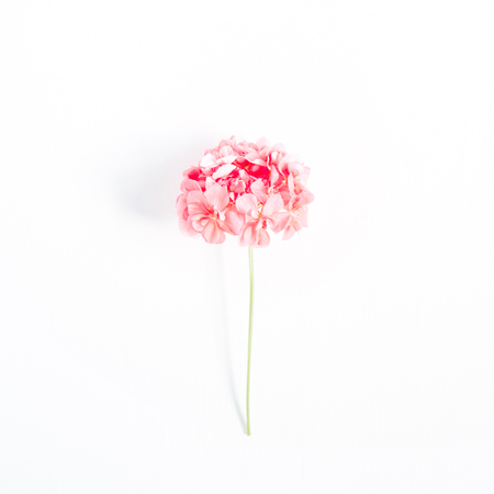 Beautiful pink hydrangea flower isolated on white background. Flat lay, top view. Flower backgroundの写真素材