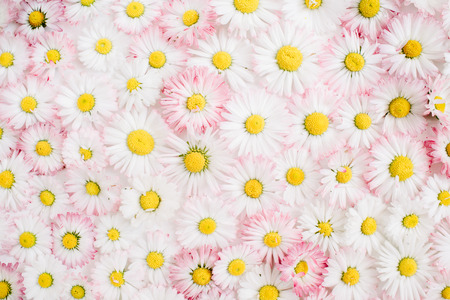 Floral pattern of white and pink chamomile daisy flowers. Flat lay, top view. Floral background. Pattern of flower buds.の写真素材