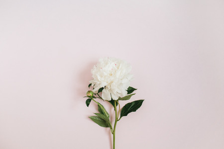 Beautiful white peony flower on pink background. Flat lay, top view.の写真素材