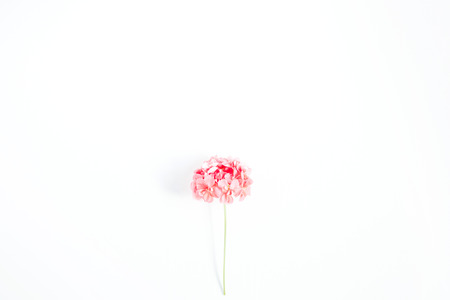 Beautiful pink hydrangea flower isolated on white background. Flat lay, top view. Flower backgroundの写真素材