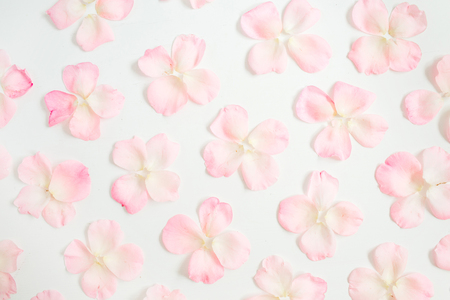 Pink rose petals pattern on white background. Flat lay, top view. Valentine's background. Pattern of flowers.の写真素材