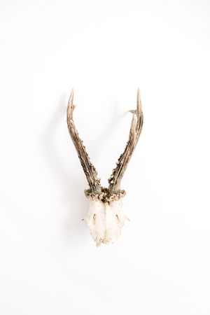 Goat horns on white background. Flat lay, top view hipster concept.の写真素材
