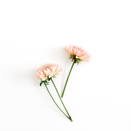 Beautiful chrysanthemum flower on white background. Flat lay, top view. Flower composition.の写真素材