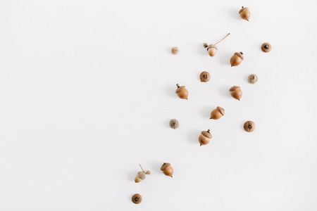 Acorns on white background. Flat lay, top view autumn fall minimal concept.の写真素材