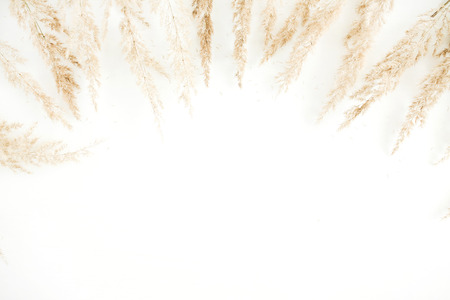 Pale dry branches frame on white background. Flat lay, top view.の写真素材