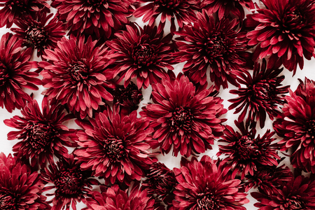 Red flower buds. Flat lay, top view. Valentine's day background. Flowers concept.の写真素材