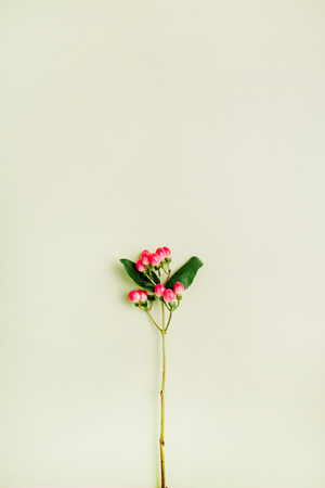 Hypericum flower on green background. Flat lay, top view spring minimal concept.の写真素材