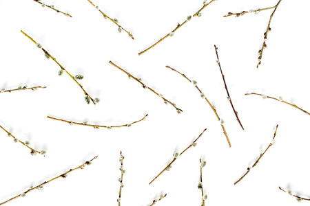 Willow branches pattern on white background. Flat lay, top view.の写真素材
