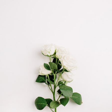 White rose flowers branch on white background. Flat lay, top view. Minimal spring flowers composition.の写真素材