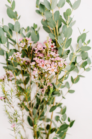 Eucalyptus and wildflower branch. Minimal flower background.の写真素材