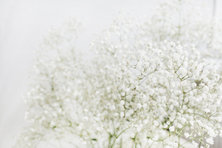 White gypsophila flower bouquet on white background. Minimal holiday concept.の写真素材